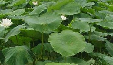 浅水藕的种植技术要点 浅水莲藕种植方法