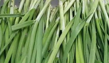 韭菜的功效与作用（韭菜的功效与作用的功能与主治）