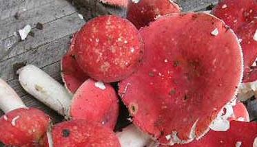 大红菇和毒红菇的区别 有毒红菇和红菇有何区别