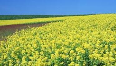 油菜田应该怎么除草？ 油菜田用什么除草剂