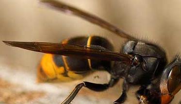 墨胸胡蜂养殖方法 大棚养殖胡蜂是怎样养的
