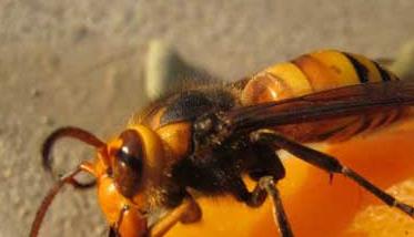 金环胡蜂养殖技术 金环胡蜂生活环境