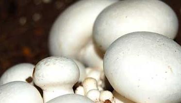口蘑、香菇、草菇的区别 蘑菇草菇香菇的区别