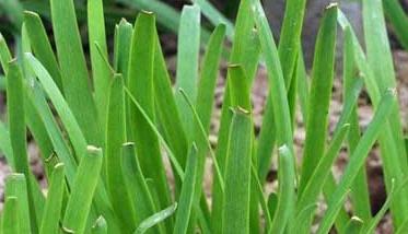 韭菜的种植时间和种植条件 韭菜的种植方法与时间