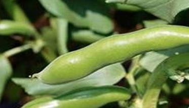 反季节蚕豆种植技术与管理方法 反季节蚕豆种植技术与管理方法论文