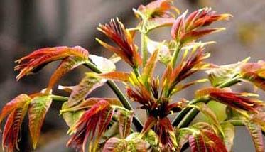 香椿高效栽培技术 香椿苗栽培种植技术