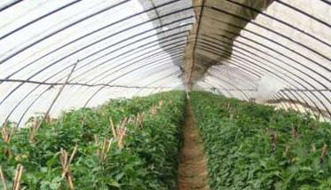大棚栽培的生理障碍及其矫治措施（大棚种植可能产生的环境问题）