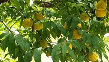 黄桃种植技术（黄桃种植技术与管理视频）