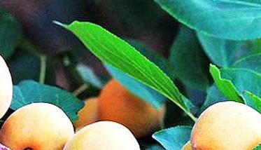 如何确定杏的采收期？ 杏的采摘季节
