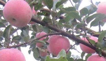 红富士苹果结果树如何修剪（红富士果树修剪技术）