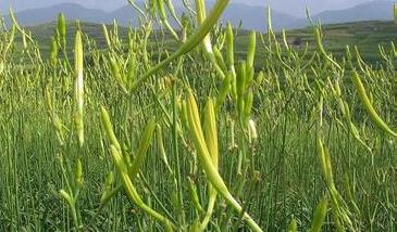 黄花菜的病虫防治方法（黄花菜蓟马虫害的防治方法）