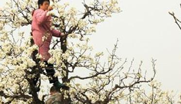 春季梨树管理技术三要点（梨树的春季管理技术）