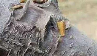 苹果树干腐病防治措施 苹果树腐烂病防治