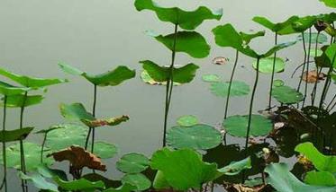 湘莲种植技术要点与种植步骤 湘莲种植发展前景