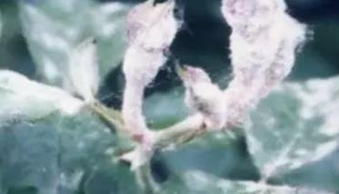 桃树白粉病的发生规律与防治方法（桃树白粉虱图片）