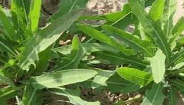 种植野菜有前景吗（种植野菜有前景吗）