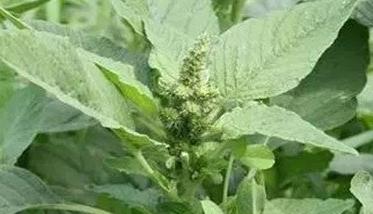 苋菜种植技术要点（苋菜的种植技术）