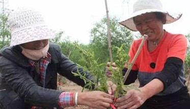 桃树高接换种技术介绍