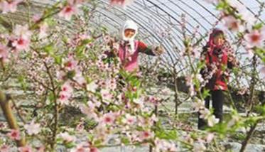 桃树一年两茬果的栽培新技术（桃树一年苗还是二年苗好）