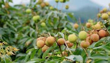 荔枝大小年形成原因是什么 荔枝大年小年规律