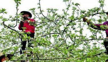 苹果树如何疏花疏果 苹果树疏花疏果视频