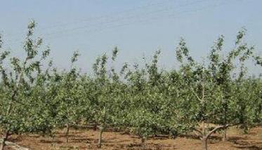 苹果种植园的早中晚品种搭配方式 苹果种植园图片