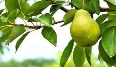 适于加工的梨树品种有哪些 梨树的优良品种有哪些