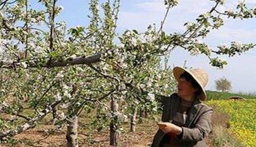 提高苹果品质的主要技术措施有哪些 如何提高苹果品质