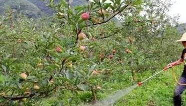 苹果树浇水最佳时间