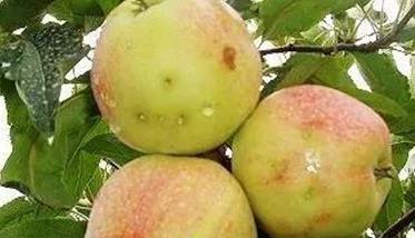 苹果树虫害及其防治方法（苹果树的虫害有哪些?怎样防治）