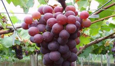 葡萄生产对自然环境条件有哪些要求 葡萄生产对自然环境条件有哪些要求和要求