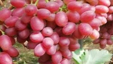 红地球葡萄栽培技术要点（红地球葡萄种植技术）