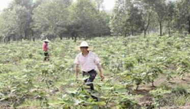 无花果合理施肥