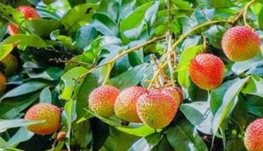 荔枝采摘时间与采收方法简介 荔枝生产地是哪里什么时候采摘