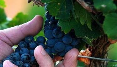 晚熟葡萄品种有哪些（晚熟葡萄品种有哪些适合露天栽培的）