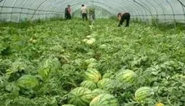 西瓜的种植时间（吉林西瓜的种植时间）