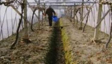 春季葡萄的施肥与灌水
