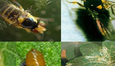 种植西瓜如何防治美洲斑潜蝇和蚜虫 种植西瓜如何防治美洲斑潜蝇和蚜虫病