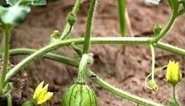 西瓜的种植条件（西瓜的种植条件和收获季节）