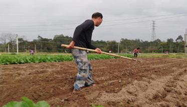人参果种植技术要点与步骤 人参果的种植条件和种植方法