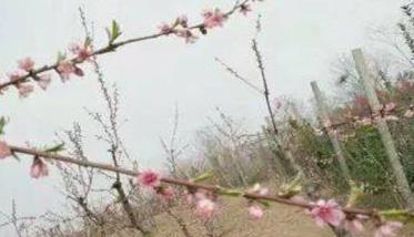桃树、李树、杏树疏花方法简介 桃树杏树梨树的开花顺序