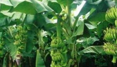 香蕉种植到收成几个月 香蕉种植到收成大概几个月