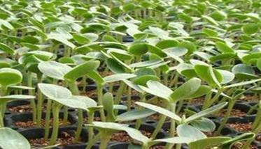 西瓜育苗营养土的配制方法 西瓜苗营养土怎么做