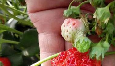 草莓畸形果是什么原因造成的 草莓畸形果的原因及预防措施