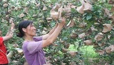 苹果套袋新技术要点（苹果套袋新技术视频）