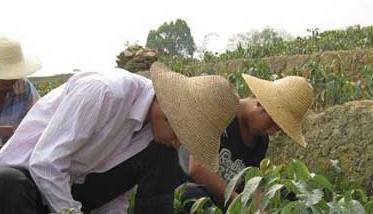 荔枝种苗高效繁殖技术 荔枝苗的养殖技术