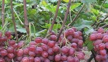 红提葡萄日光温棚促早栽培物候期的表现特点