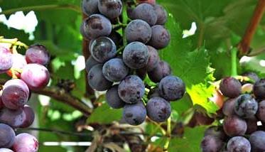 盆栽葡萄种植方法 盆栽葡萄种植方法与技术管理