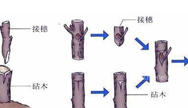 枣树如何嫁接 枣树如何嫁接柿子树