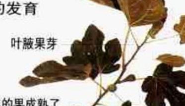 盆栽无花果怎么修剪（盆栽无花果怎么修剪视频播放）